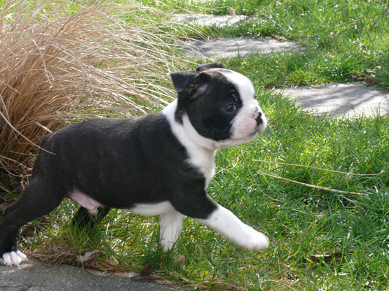 Boston-Terrier-Welpen - gp|Easy CMS